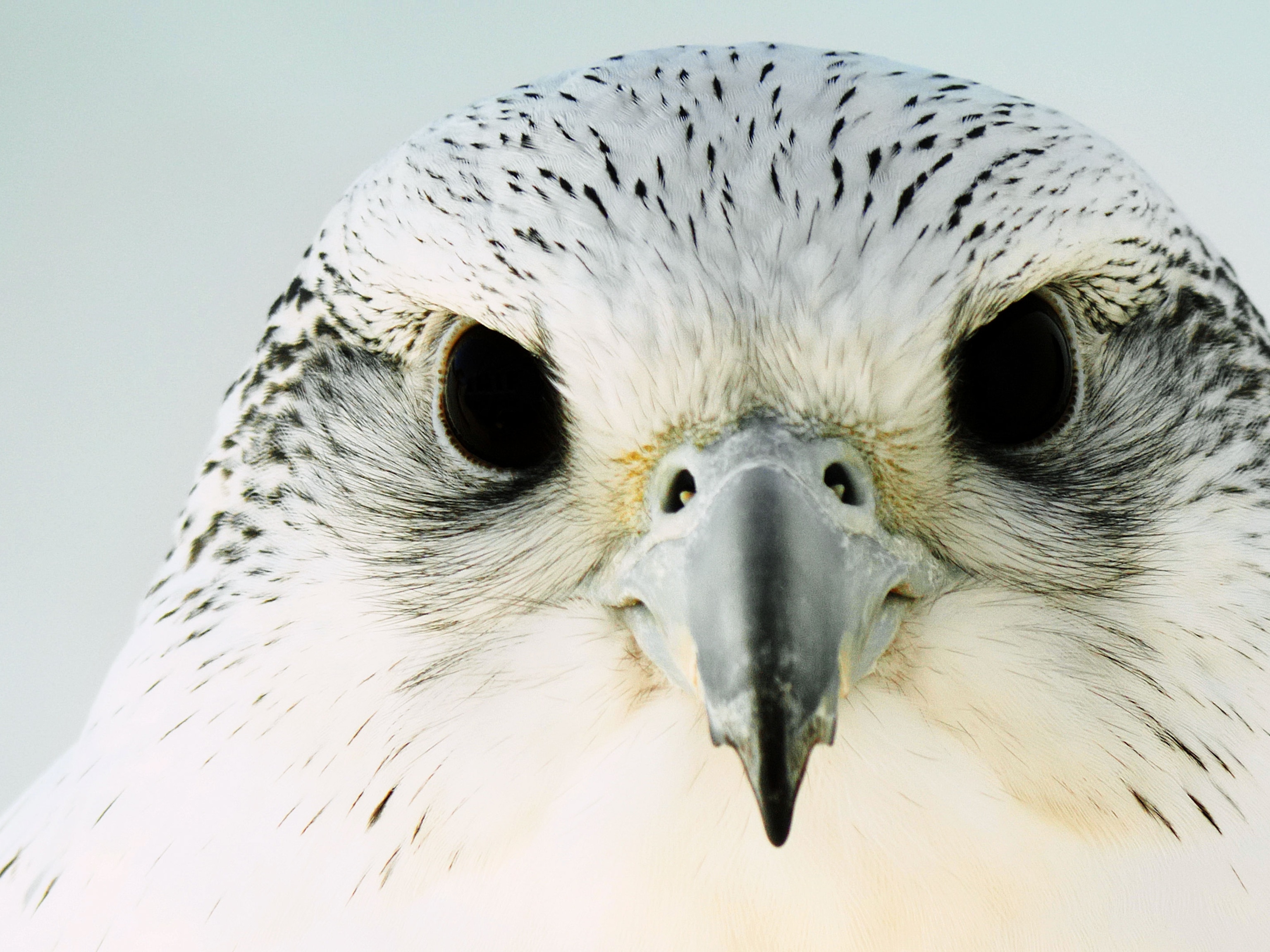 Falcons up close | National Geographic